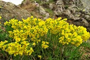 84 Bouquet di bellissimi fiori gialli